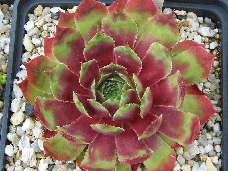 Rihama