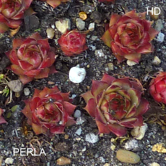 Perla