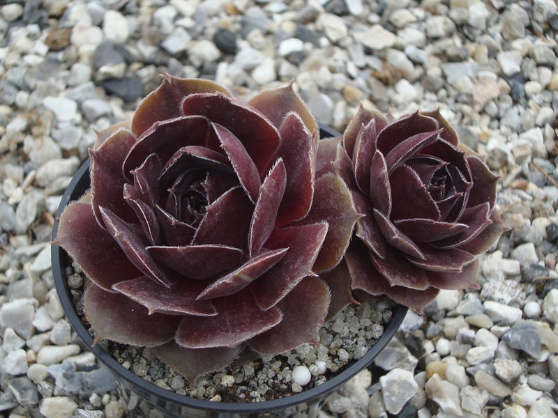 Pewter Rose