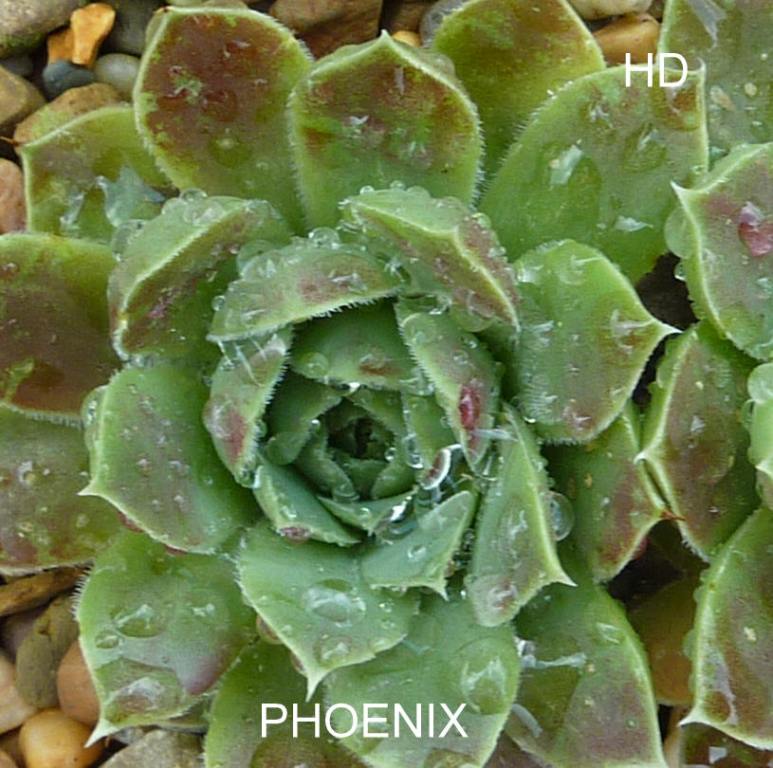 Phoenix / Jovi
