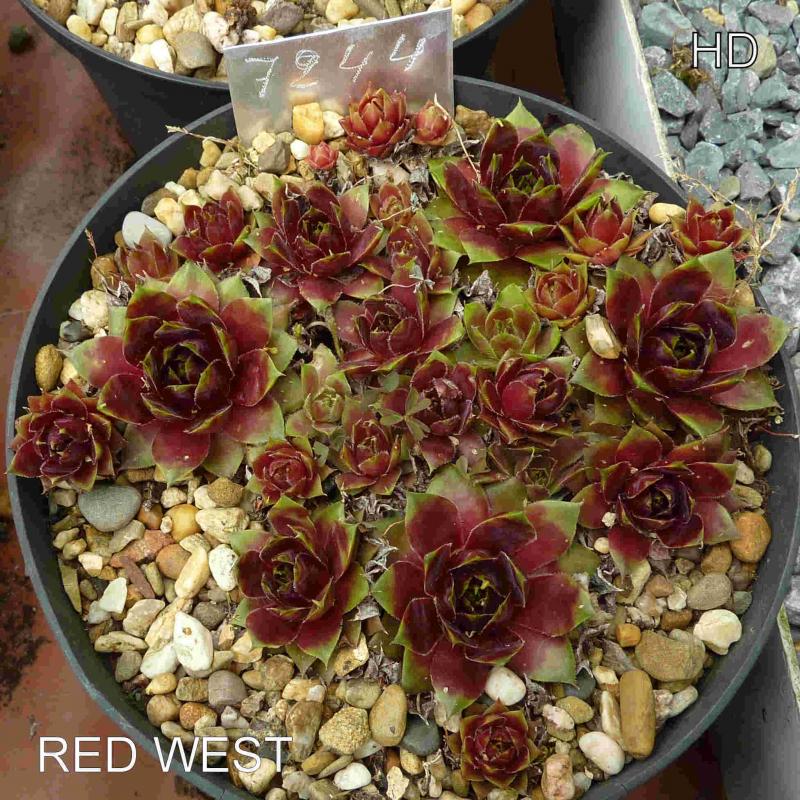 Red West