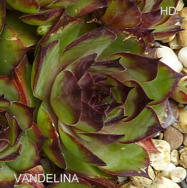 Vandelina