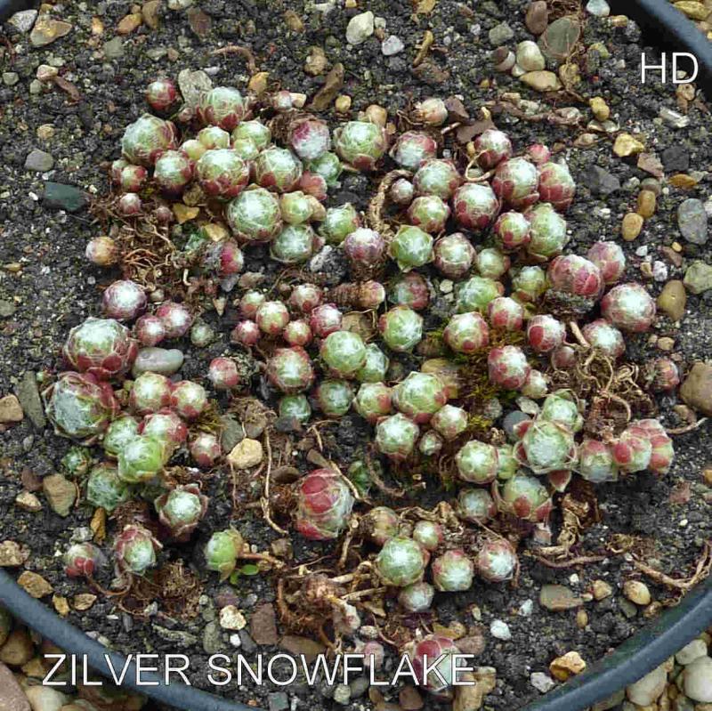 Zilver Snowflake