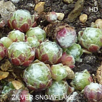 Zilver Snowflake