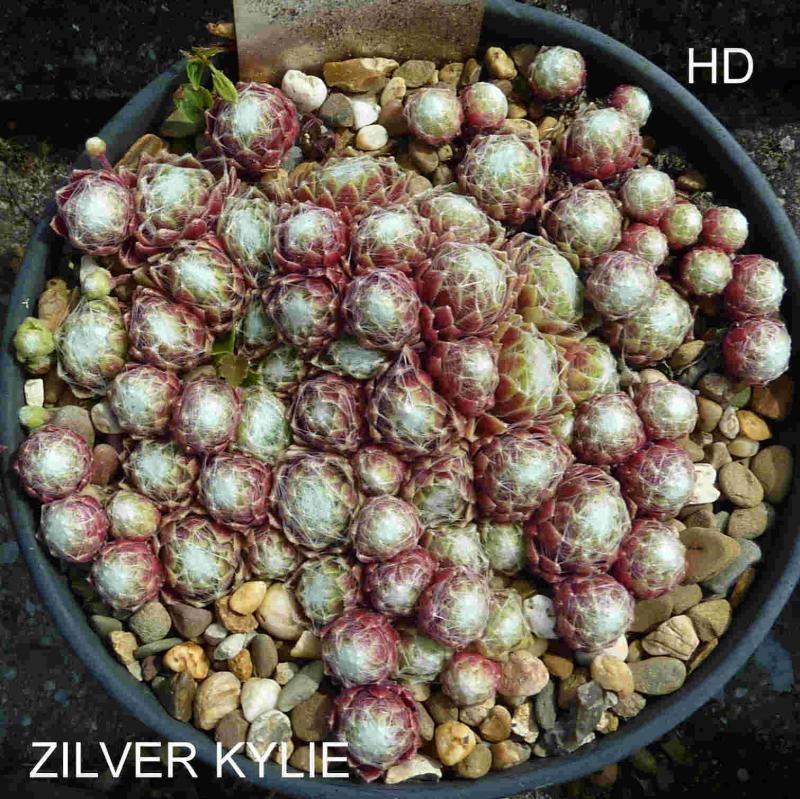 Zilver Kylie