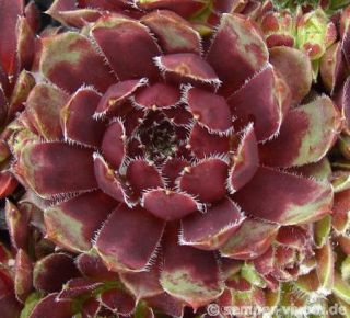 Perle d'Amour