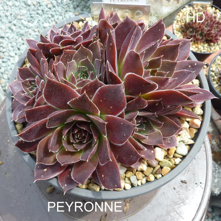 Peyronne / Jovi