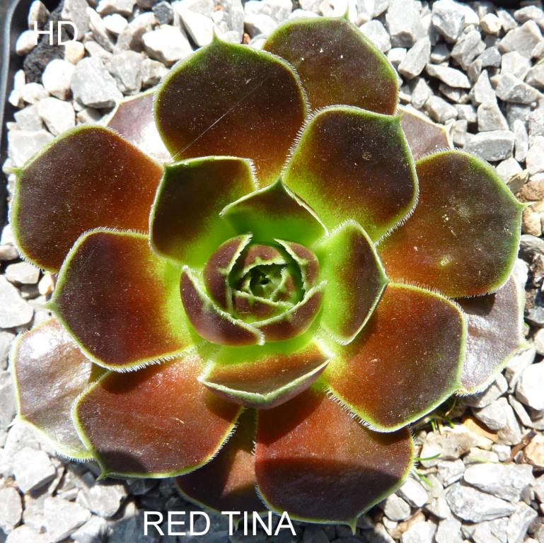 Red Tina / Jovi