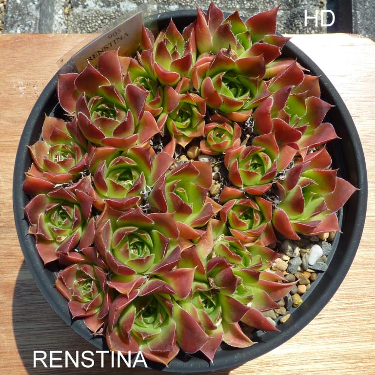 Renstina / Jovi