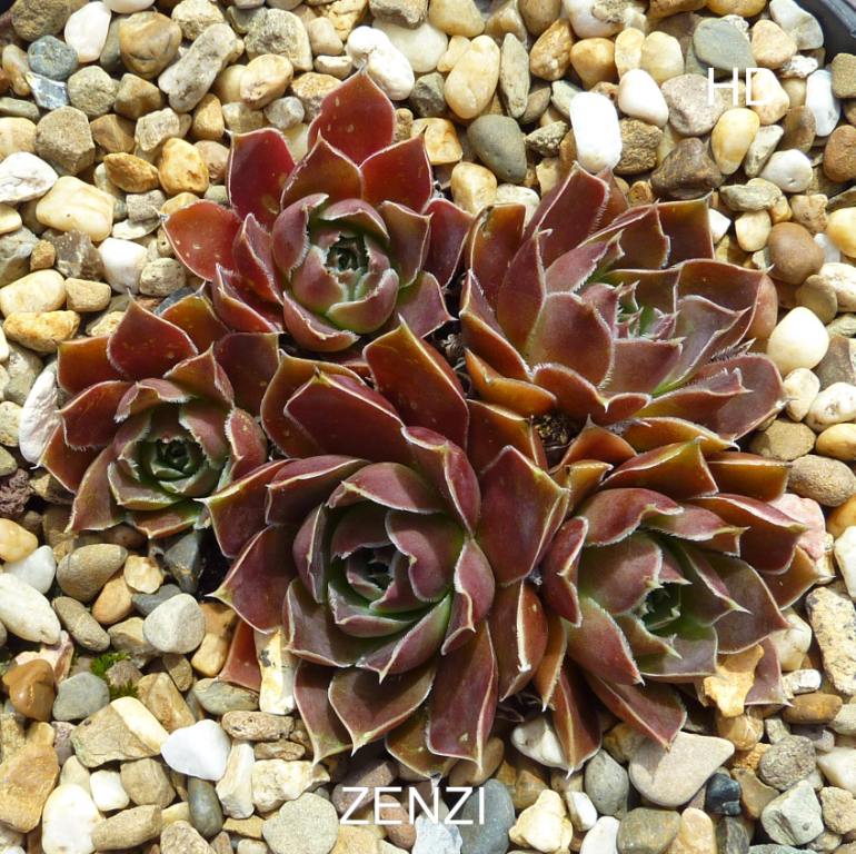 Zenzi / Jovi