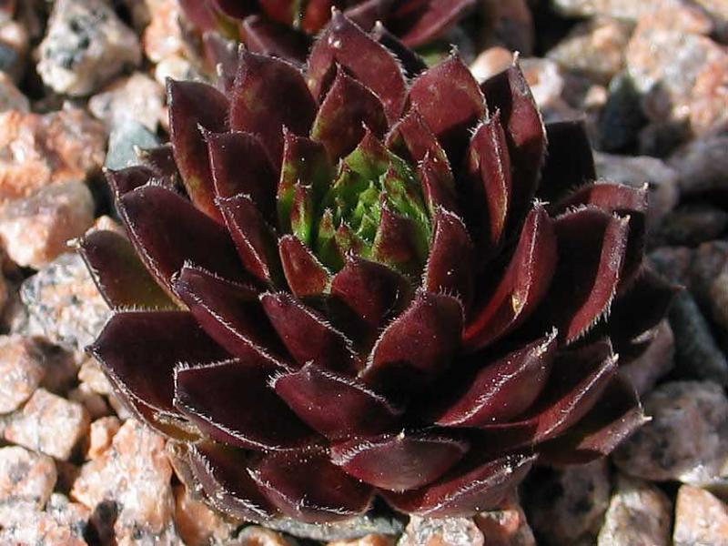 Perle d'Amour