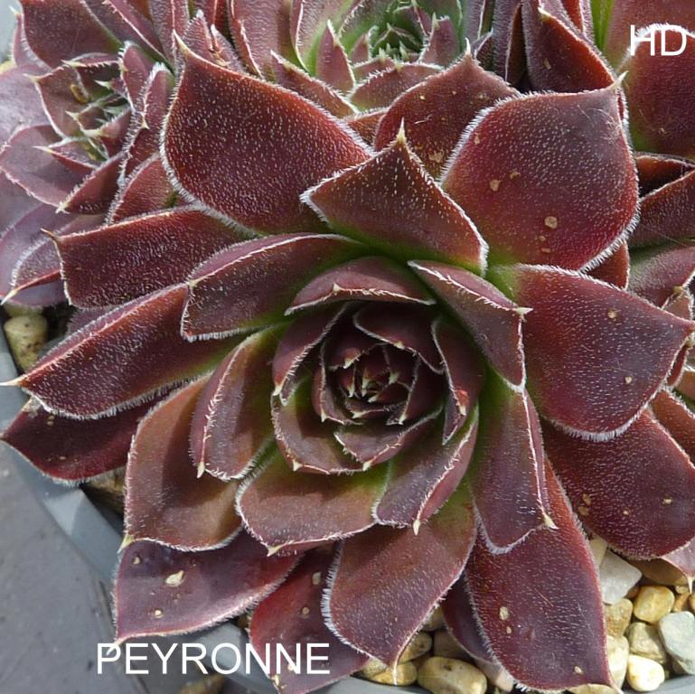 Peyronne / Jovi