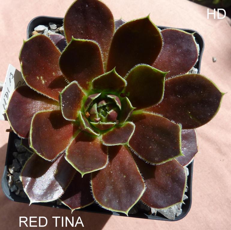 Red Tina / Jovi