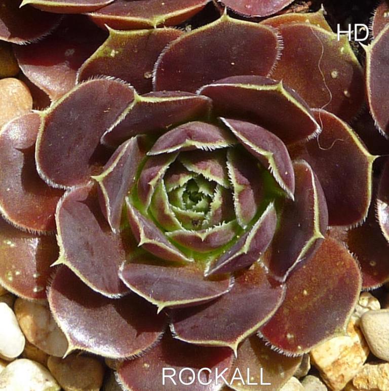 Rockall / Jovi ( II )