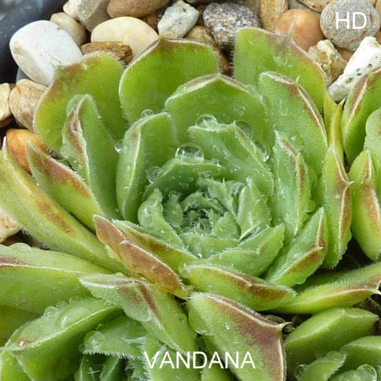 Vandana / Jovi
