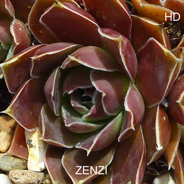 Zenzi / Jovi