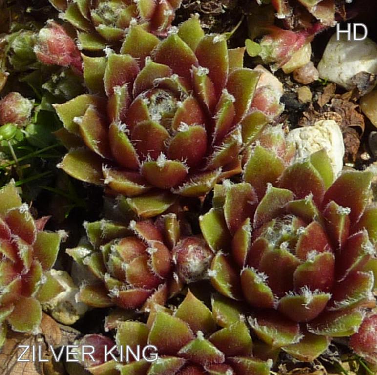 Zilver King