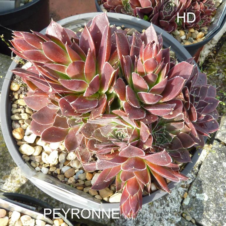 Peyronne / Jovi