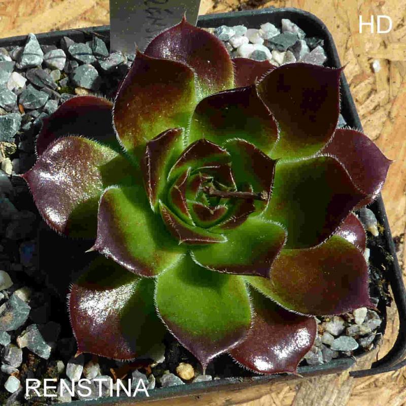 Renstina / Jovi