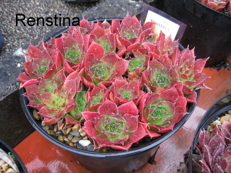Renstina / Jovi