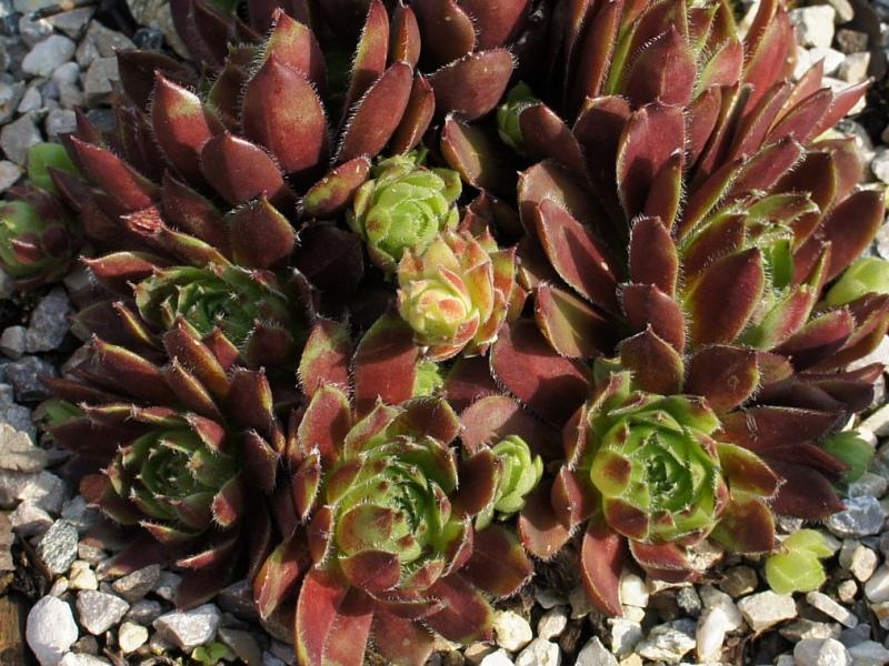 Perle d'Amour