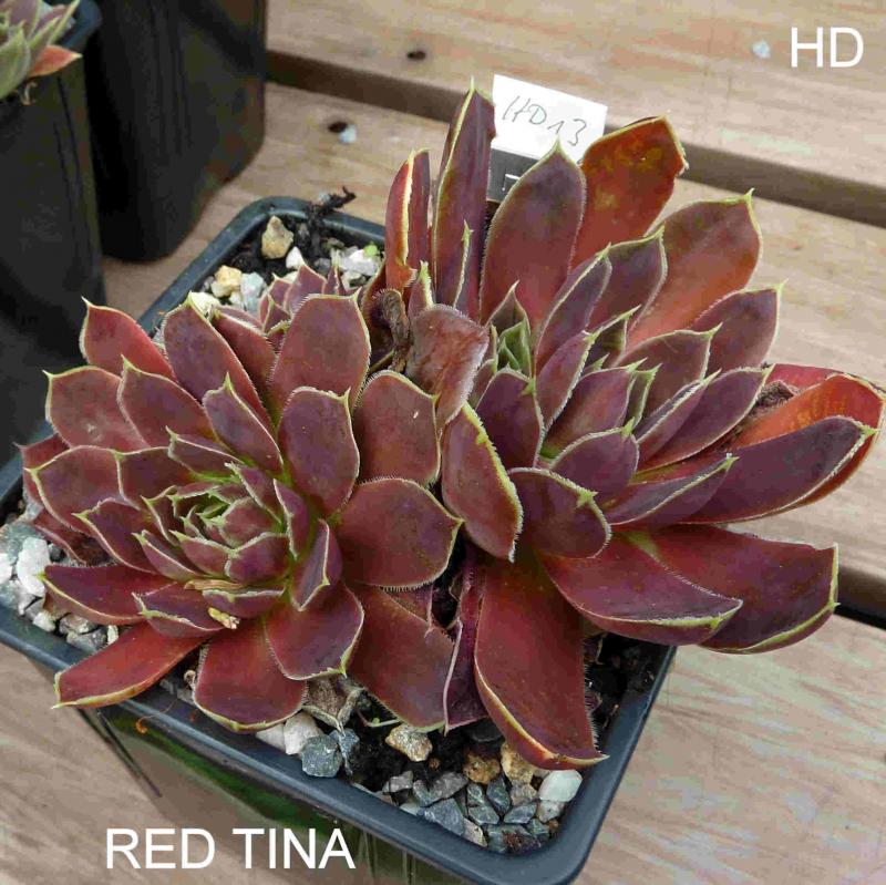 Red Tina / Jovi