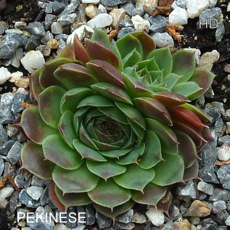 Pekinese / Jovi