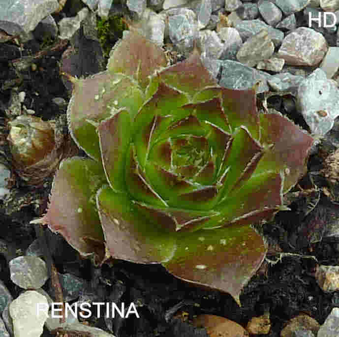 Renstina / Jovi