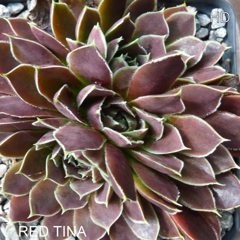 Red Tina / Jovi
