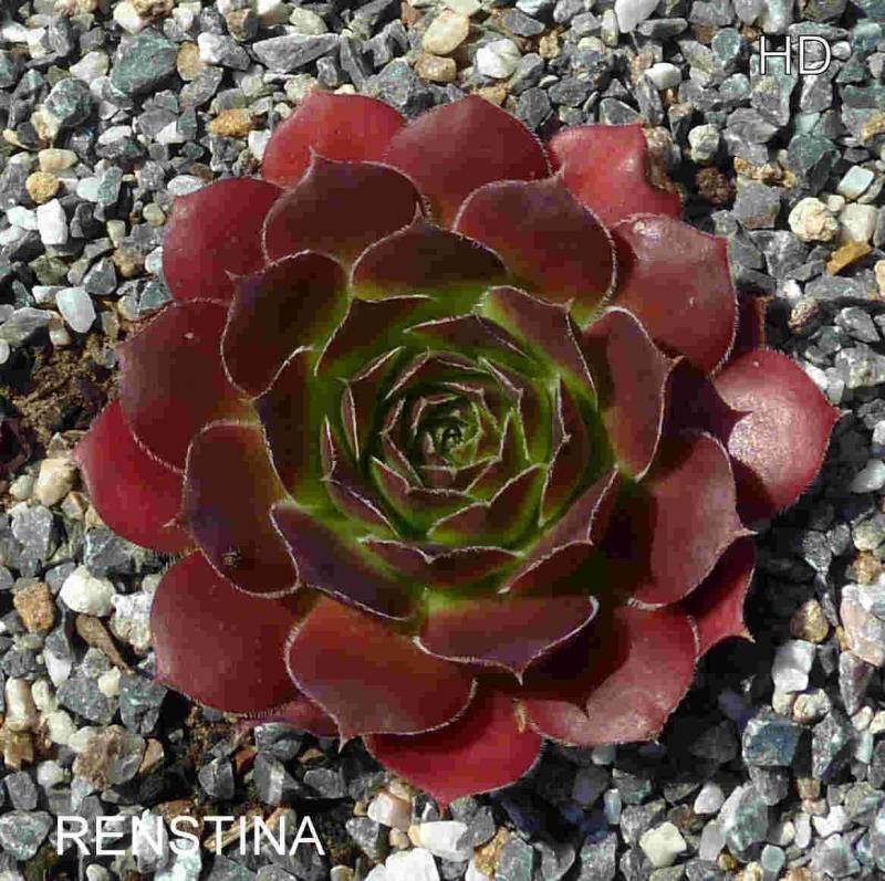 Renstina / Jovi