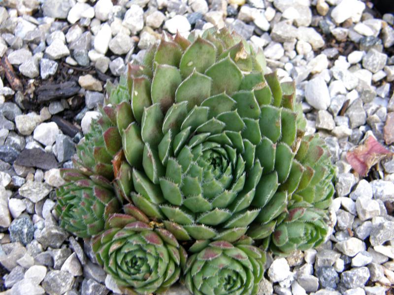 Perle d'Amour