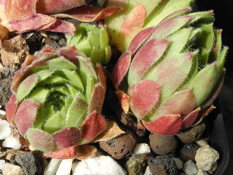 Perle d'Amour