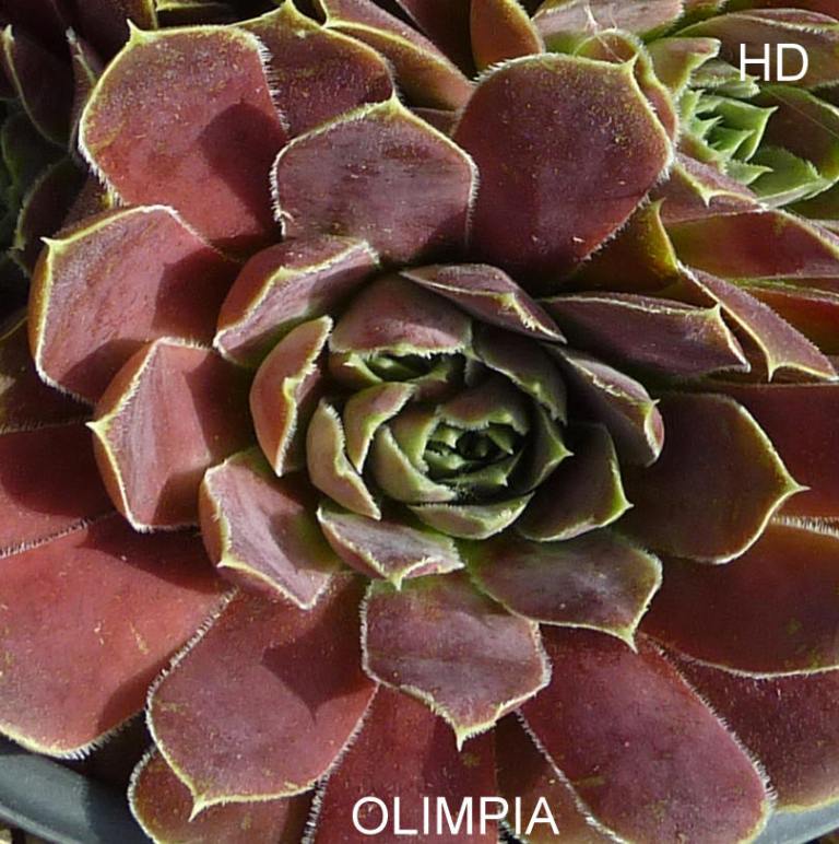 Olimpia / Jovi