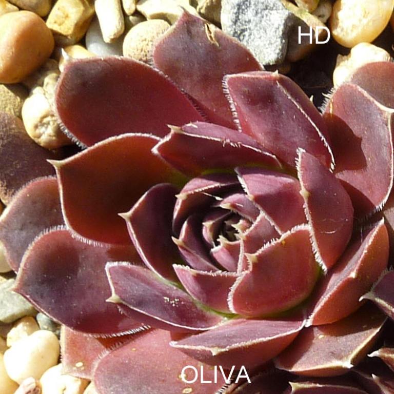 Oliva / Jovi
