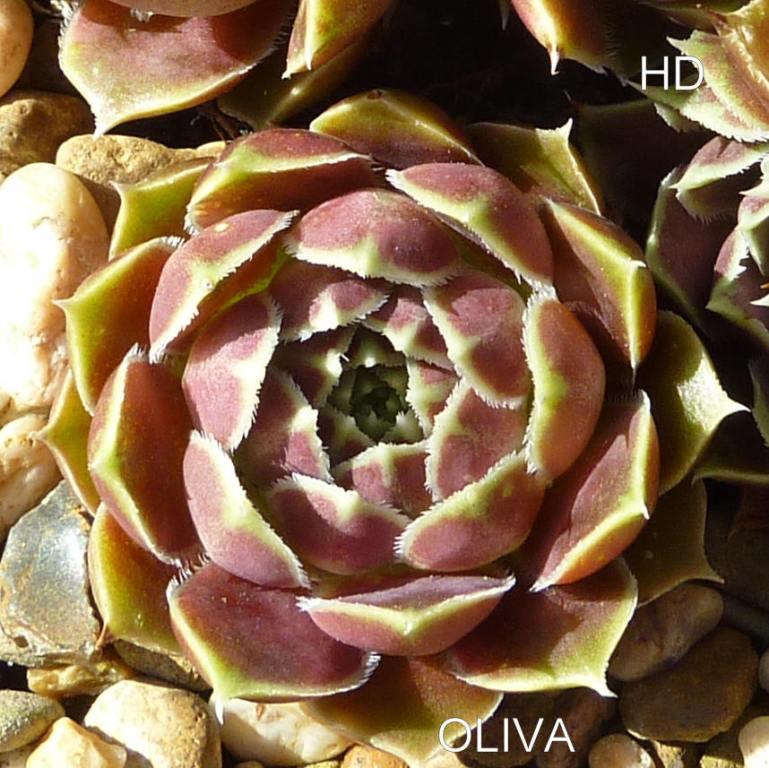 Oliva / Jovi ( II )