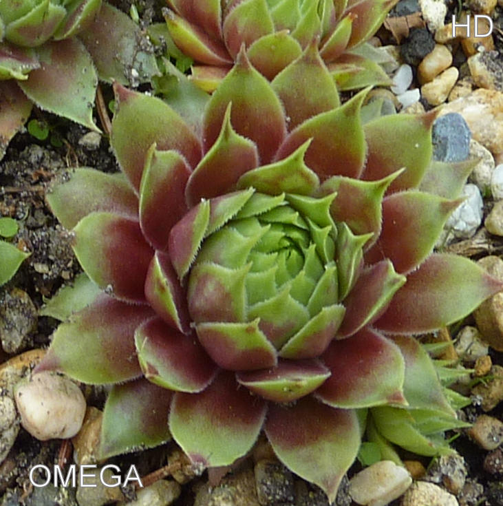 Omega ( II )