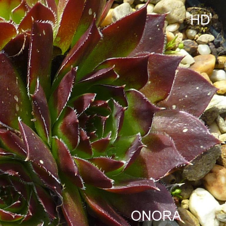 Onora / Jovi