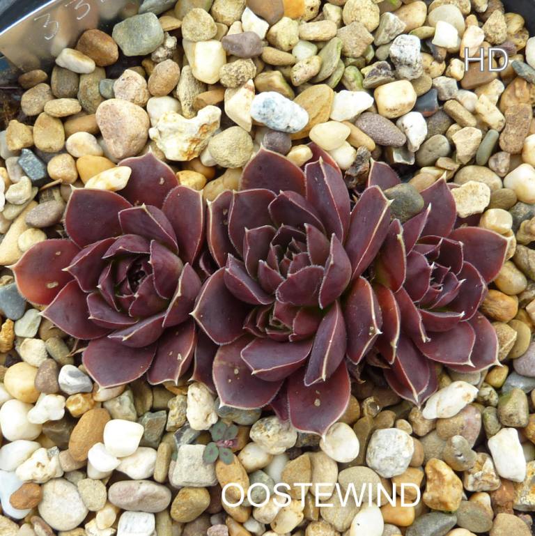 Oostewind / Jovi