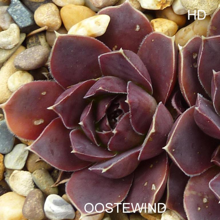 Oostewind / Jovi