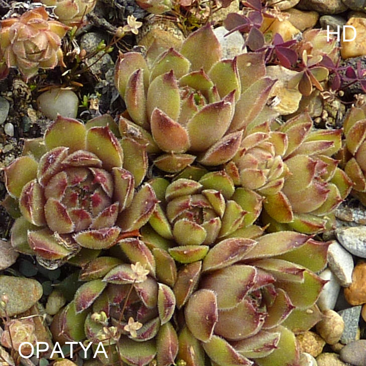 Opatya