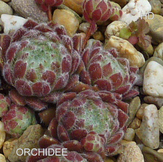 Orchidee