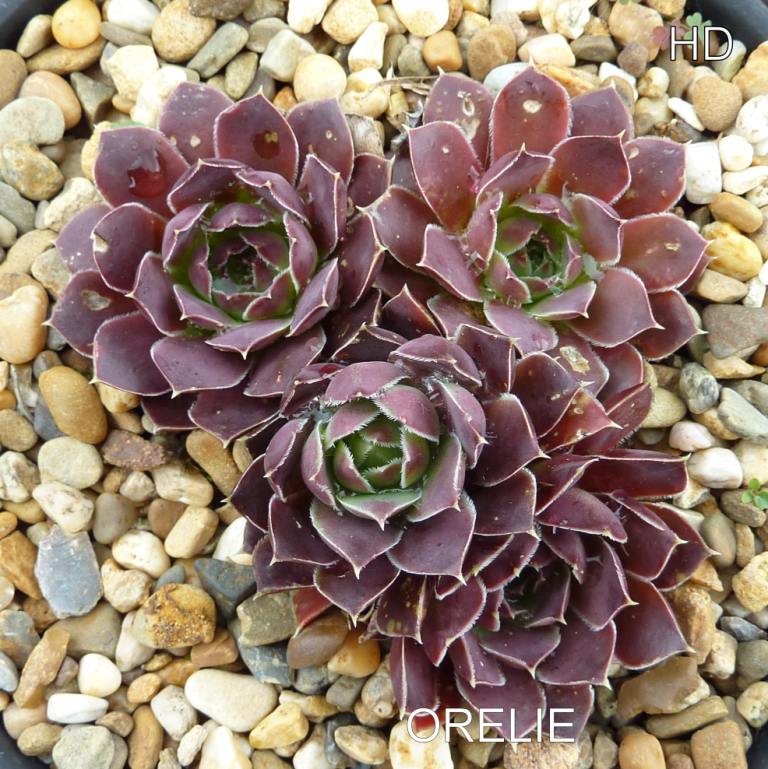 Orelie / Jovi