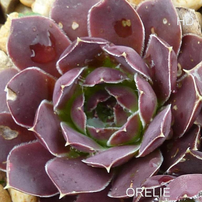 Orelie / Jovi