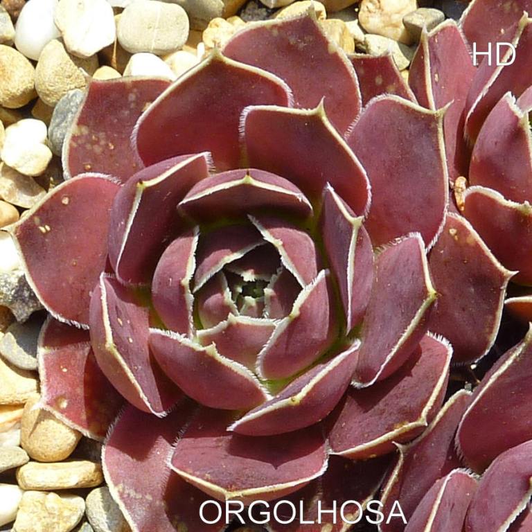 Orgolhosa / Jovi
