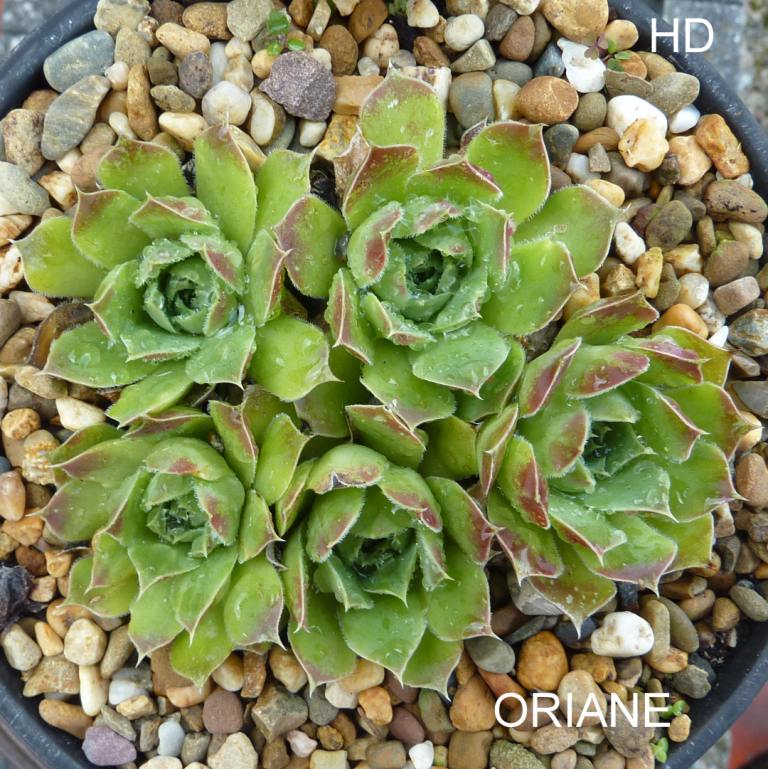 Oriane / Jovi