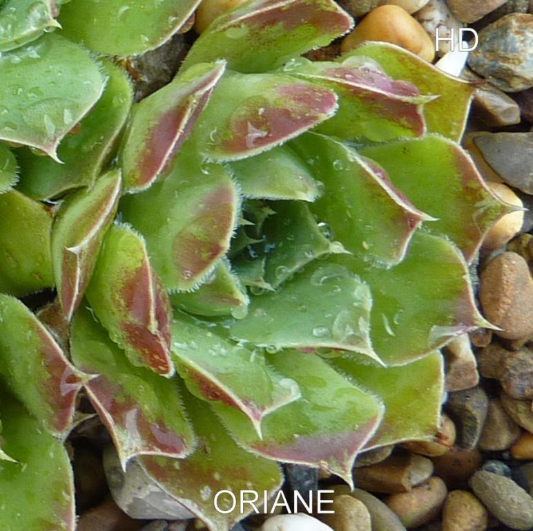 Oriane / Jovi