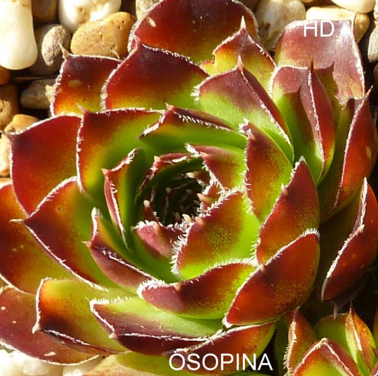 Osopina / Jovi