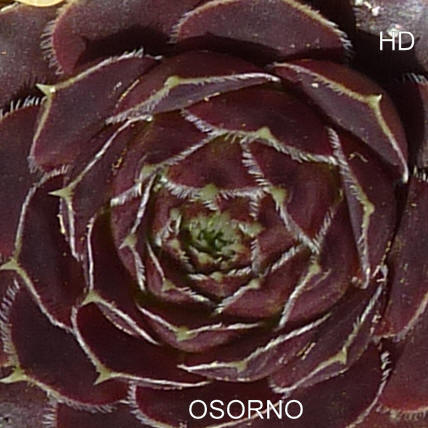 Osorno / Jovi