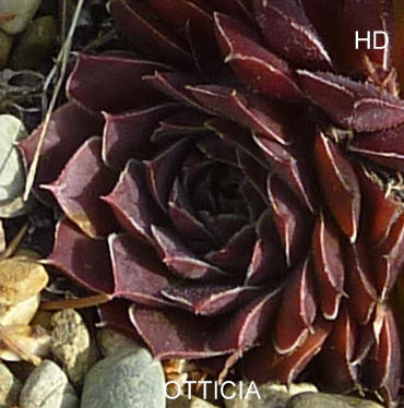 Otticia / Jovi