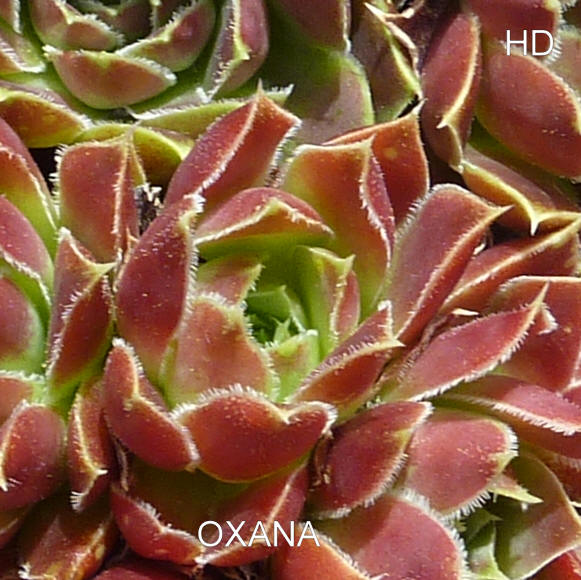 Oxana / Jovi